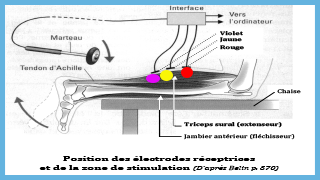 TP TD1 Réflexe myotatique Vieterre