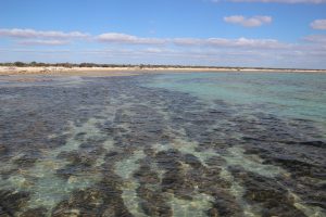 stromatolites-australie