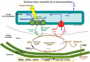 bilan-photosynthese