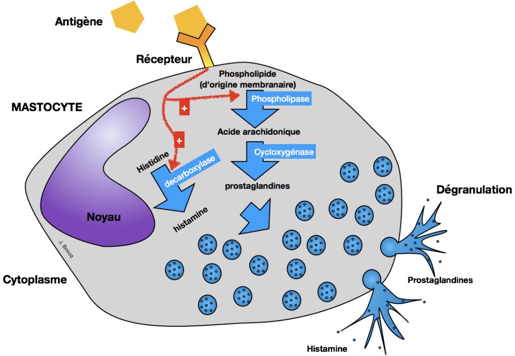 TP-TD1 : La Réaction Inflammatoire | Sciences De La Vie Et De La Terre