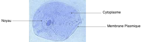 Cours Unit 1 Une Structure Complexe La Cellule Vivante Vieterre Cours Unit 1 Une Structure Complexe La Cellule Vivante Vieterre