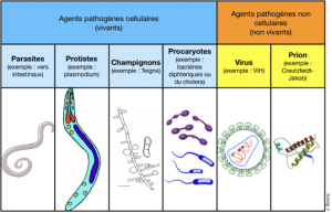 1- Agents Pathogènes Et Maladies Vectorielles – Cours - Vieterre