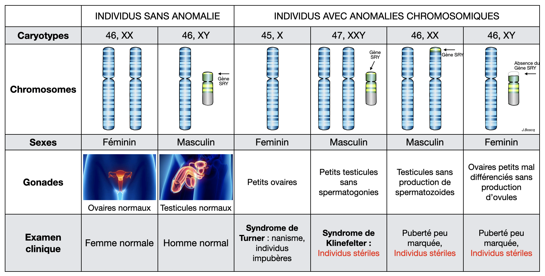 TP-TD 1 Déterminisme Du Sexe | Sciences De La Vie Et De La Terre