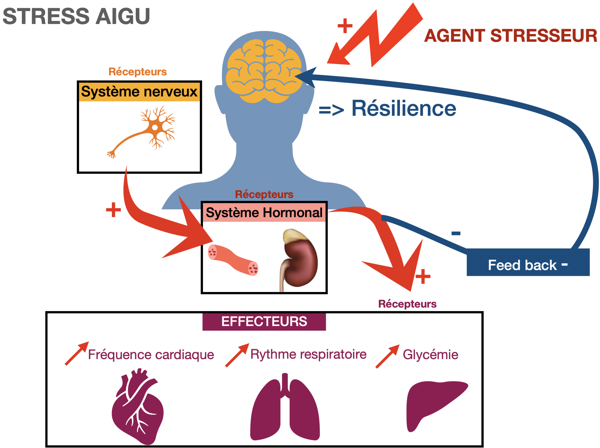 Cours Adaptabilit De Lorganisme Et D Bordement Sciences De La Vie