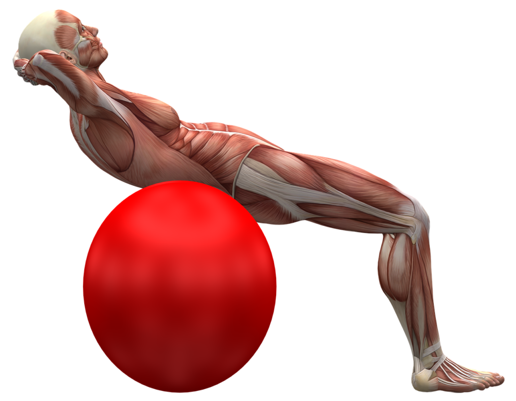 exercise ball, exercise, muscle-2277451.jpg