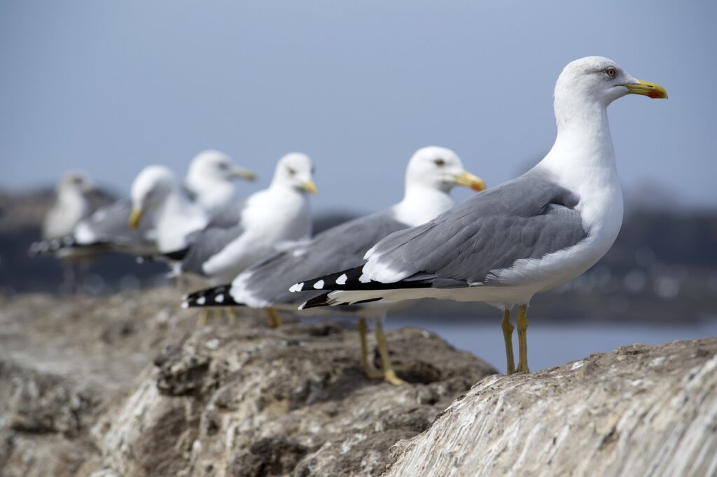 seagulls, line, birds-5067489.jpg