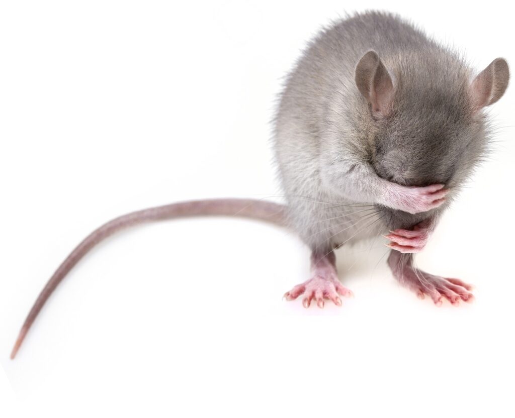 mouse, rodent, rat-3194768.jpg