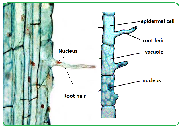 Root hairs and water uptake by plants - Biology Notes for IGCSE 2014