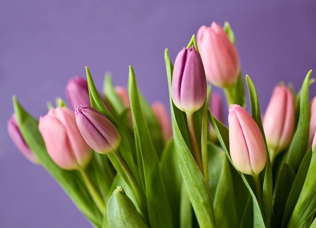 tulips-flowers-tulip-bouquet-violet-54186-54186.jpg