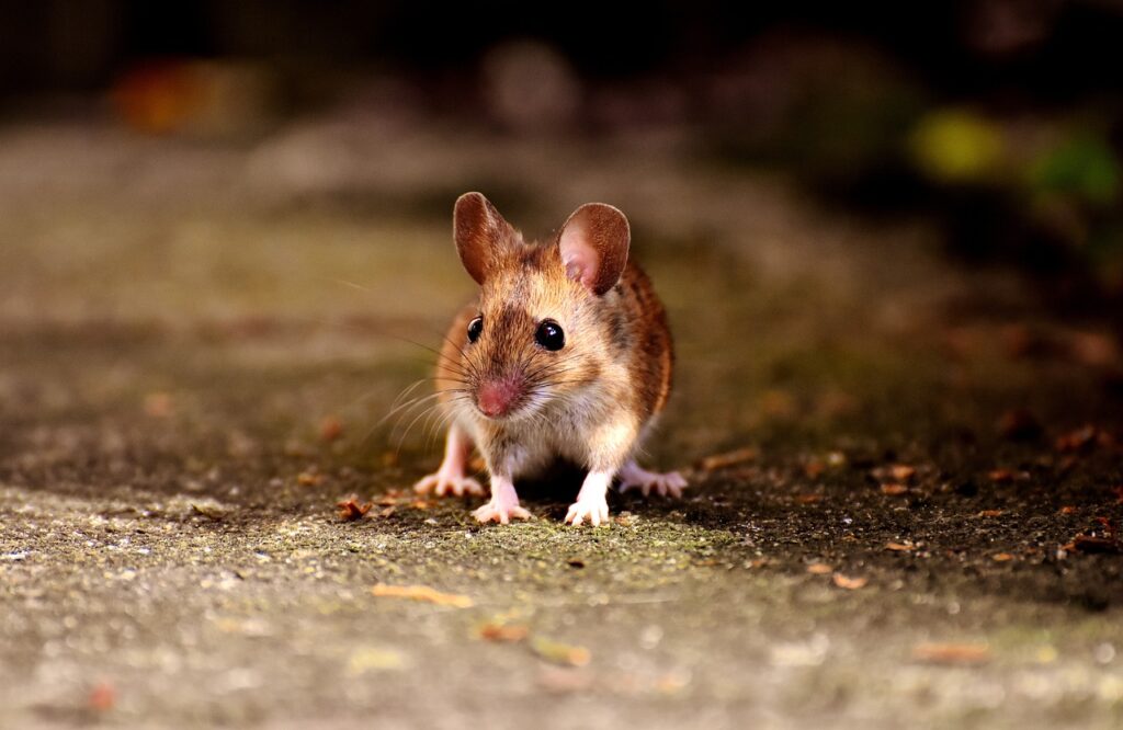 mouse, rodent, cute