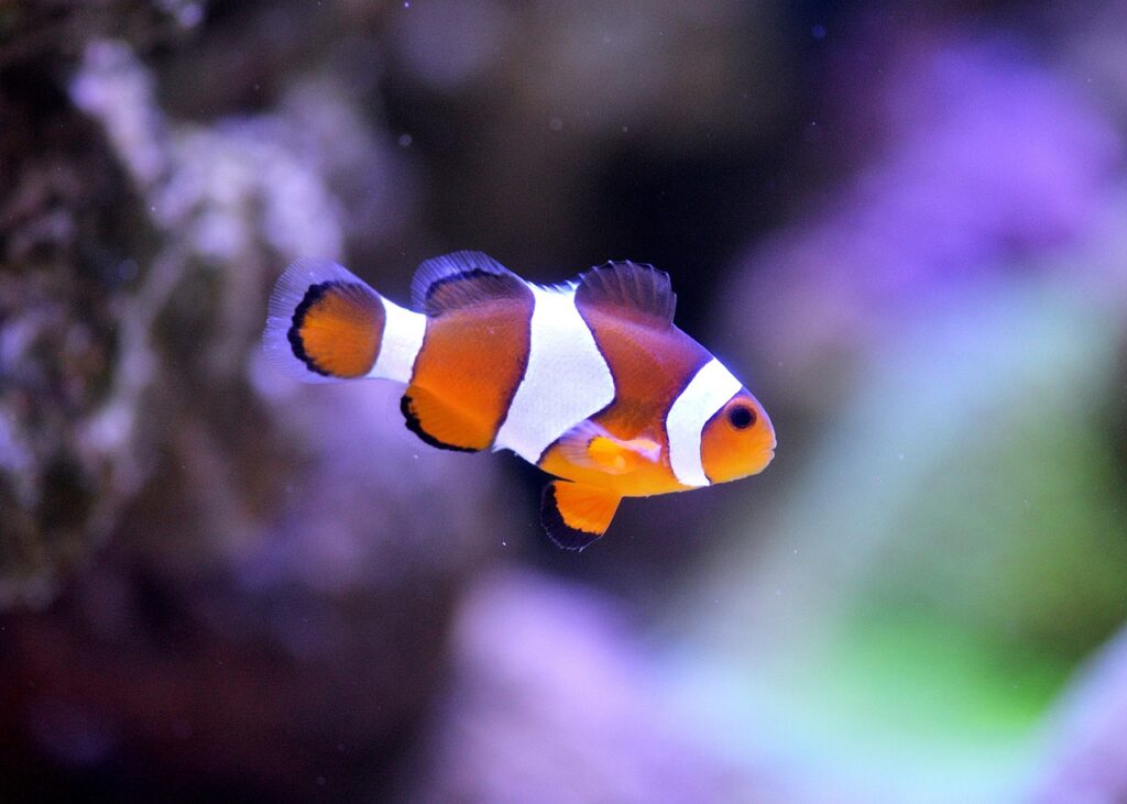 clownfish, sea, fish tank