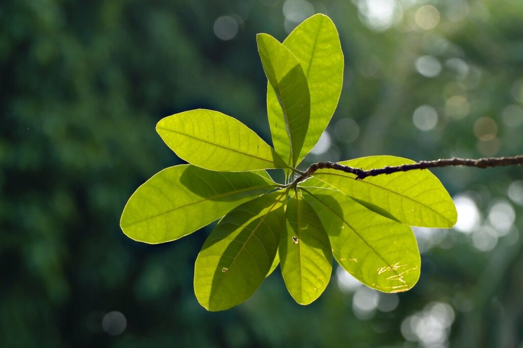 green leaves, leaves, foliage