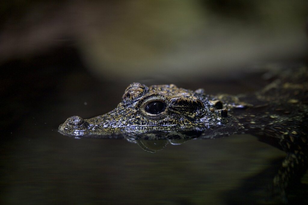 crocodile, alligator, nature