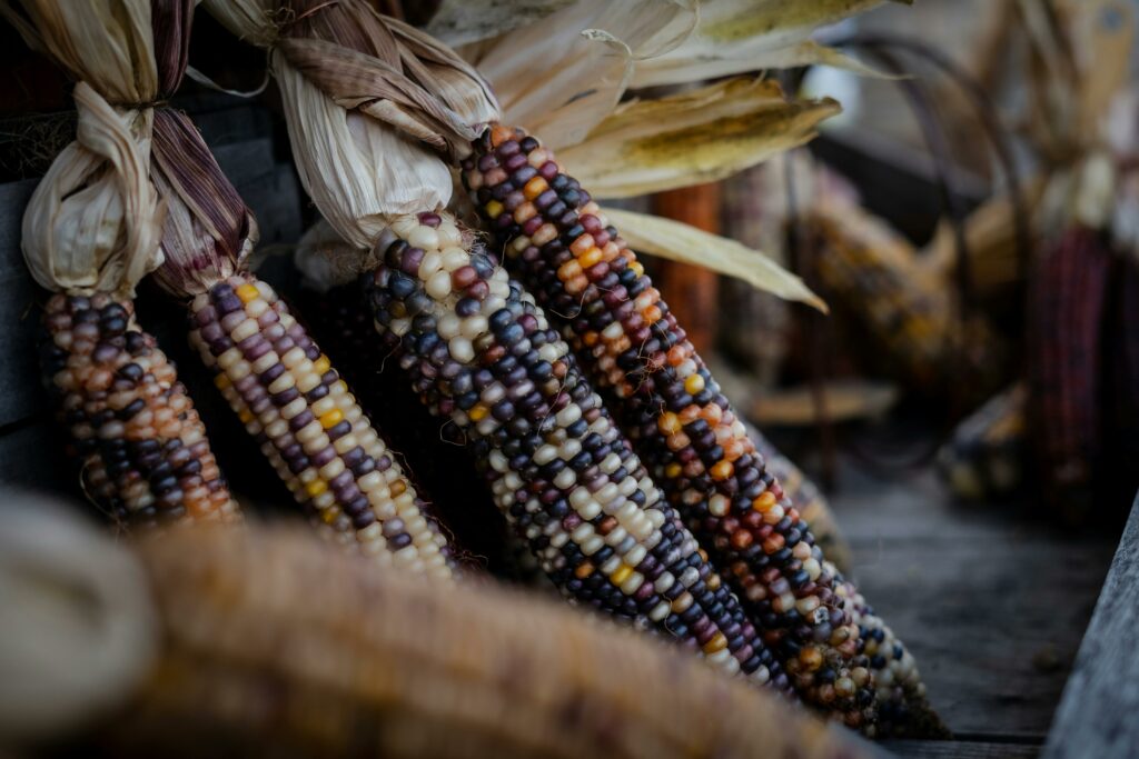 Close-up of Corncobs on Market