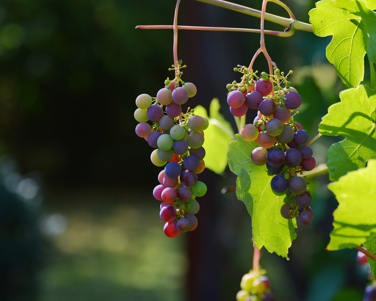 grapes, vines, wine