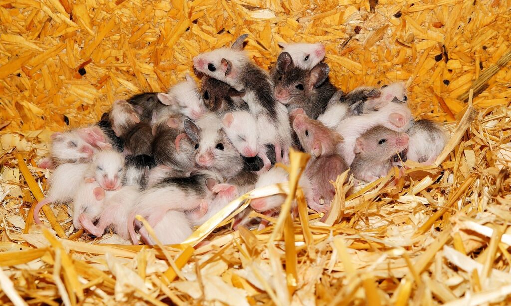 mice, many teat mice, nest