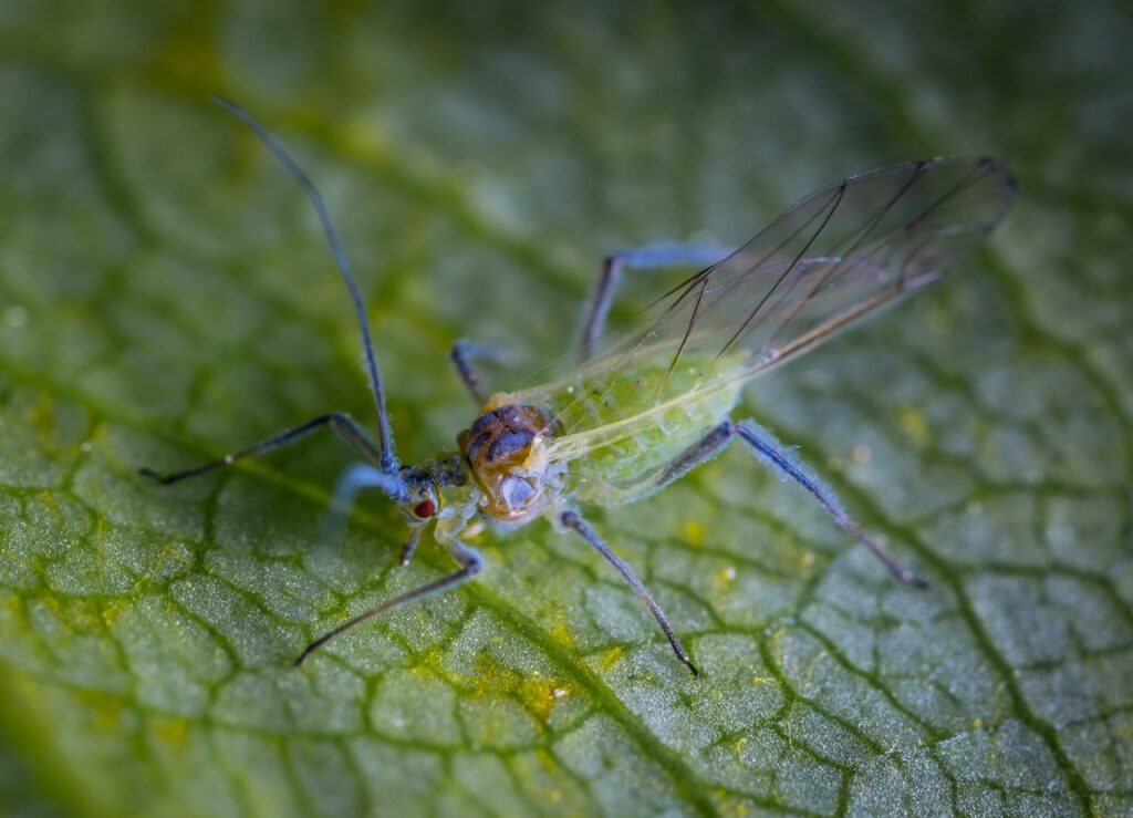 macro, insect, aphid