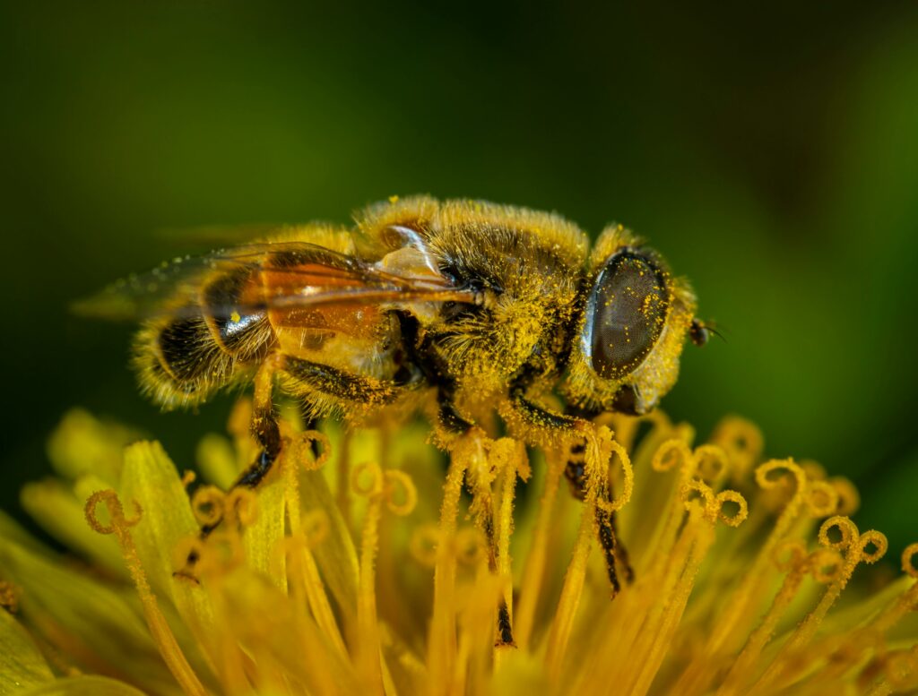 Close-up of a honeybee covered in pollen on a yellow flower.