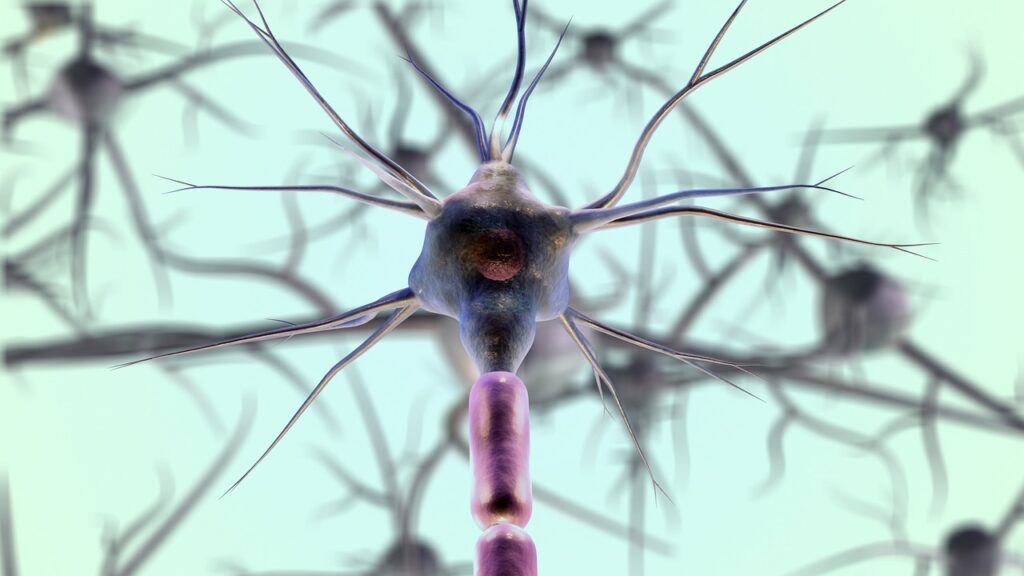 neurons, neuron cell, biology, nerves, nervous system, medical, science, closeup, neurons, neurons, neurons, neurons, nerves, nervous system, nervous system, nervous system, nervous system, nervous system