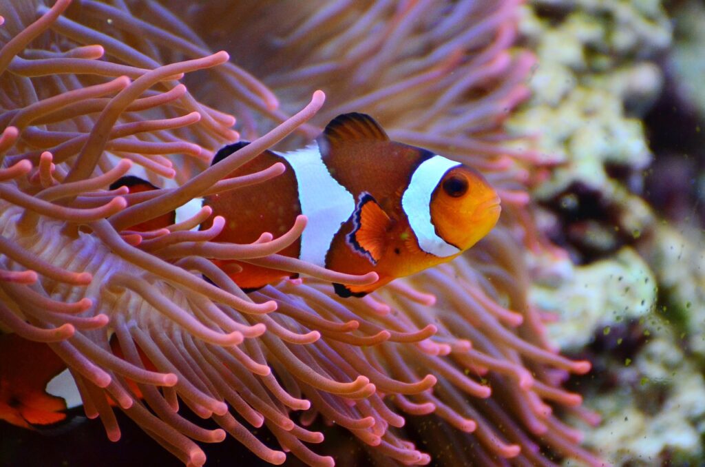 anemonefish, clownfish, aquarium