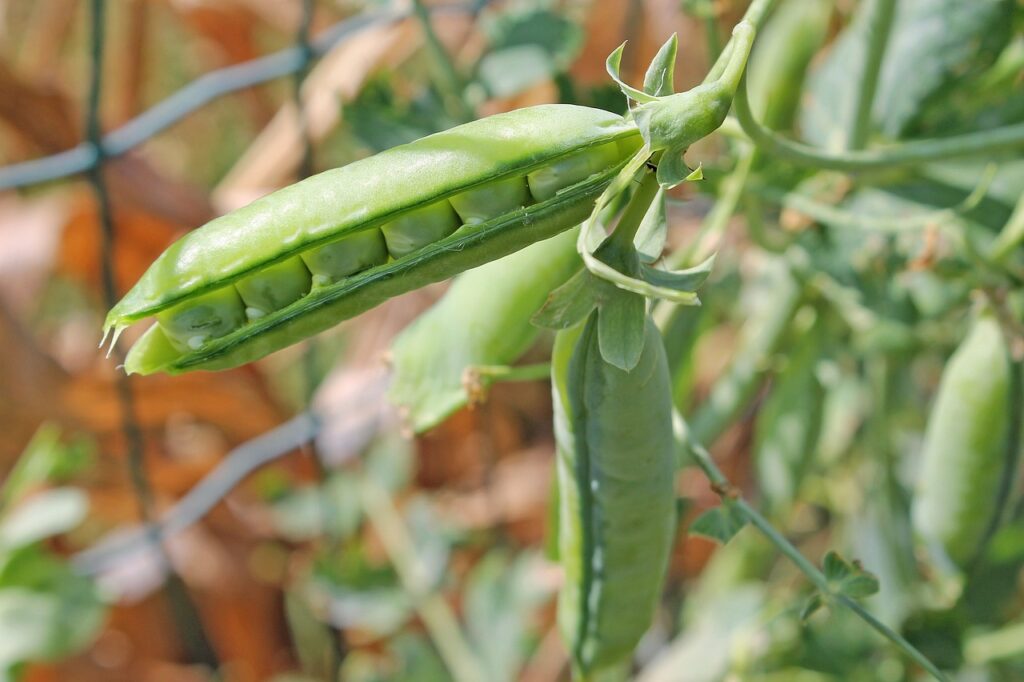 pea, seed pod, plant