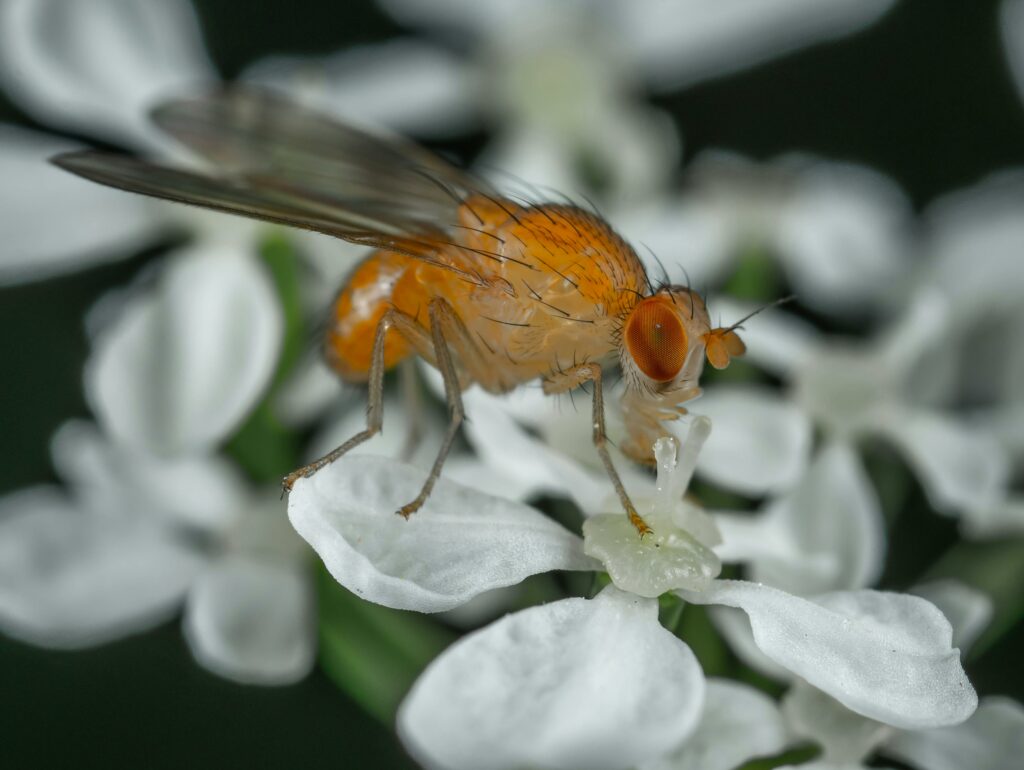 Detailed macro image of a fruit fly resting on white petals, showcasing intricate details.