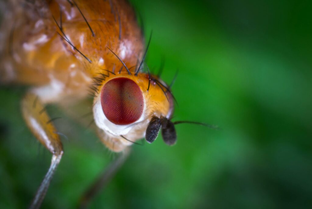 Detailed macro shot of a fruit fly showcasing its compound eyes and fine hairs.