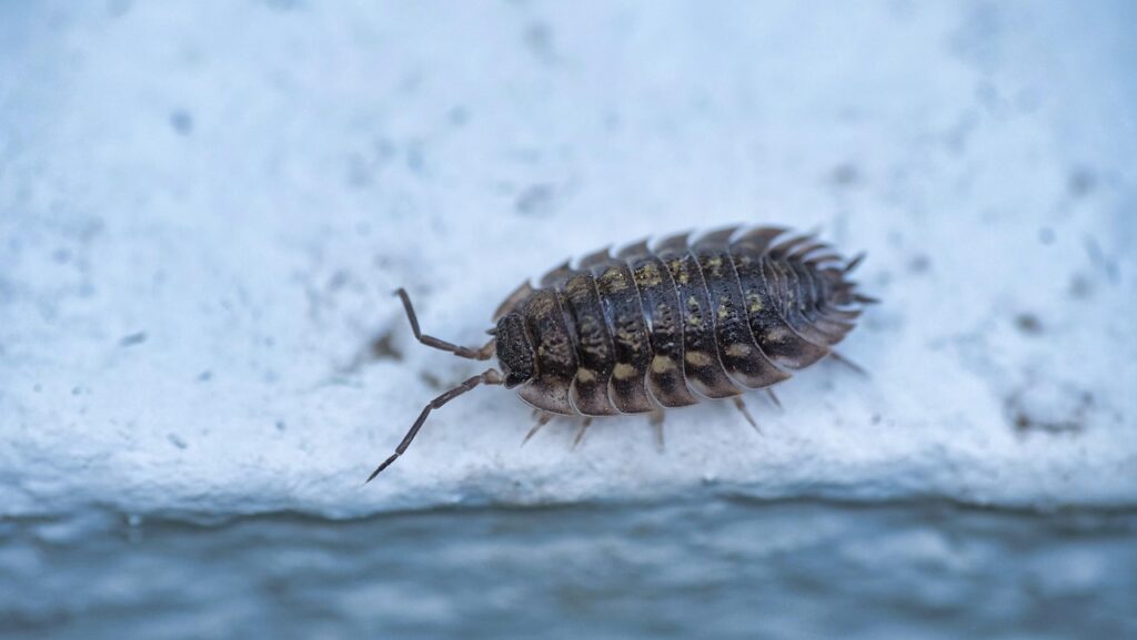 woodlouse, insect, scarab, creature, macro, crustacean, isopod, fauna, nature, woodlouse, woodlouse, woodlouse, woodlouse, woodlouse, isopod, isopod, isopod