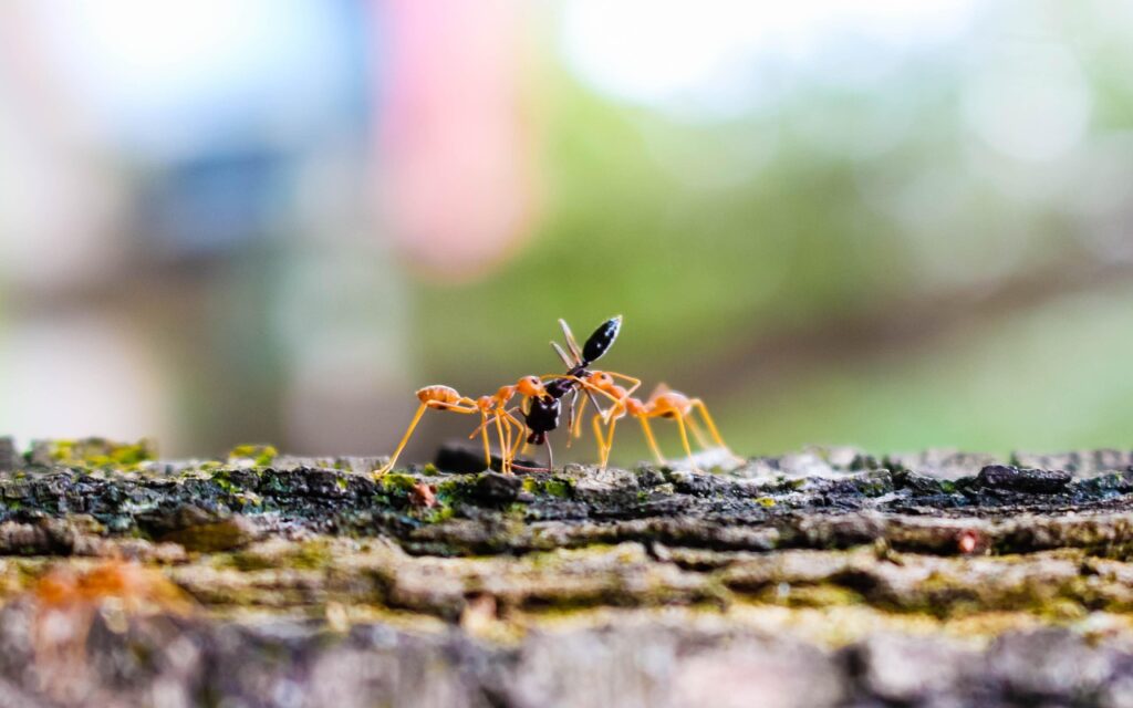 red ants, ants, predation, prey, insects, wildlife, nature, macro, closeup