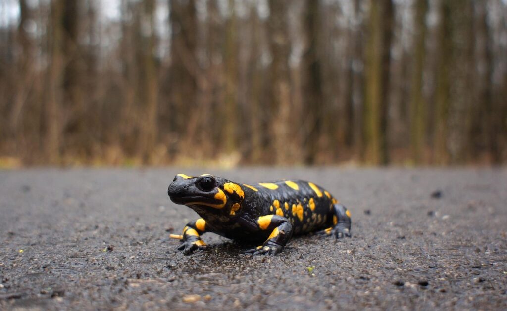 nature, salamander, fire salamander, animal, asphalt, salamander, salamander, salamander, salamander, salamander