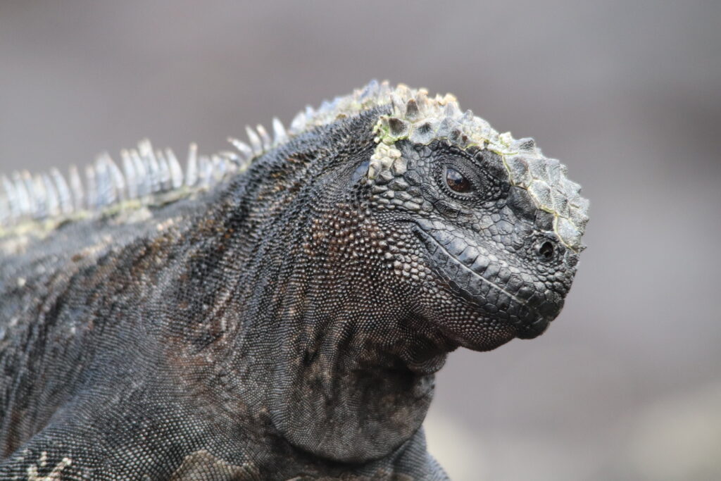 Iguane