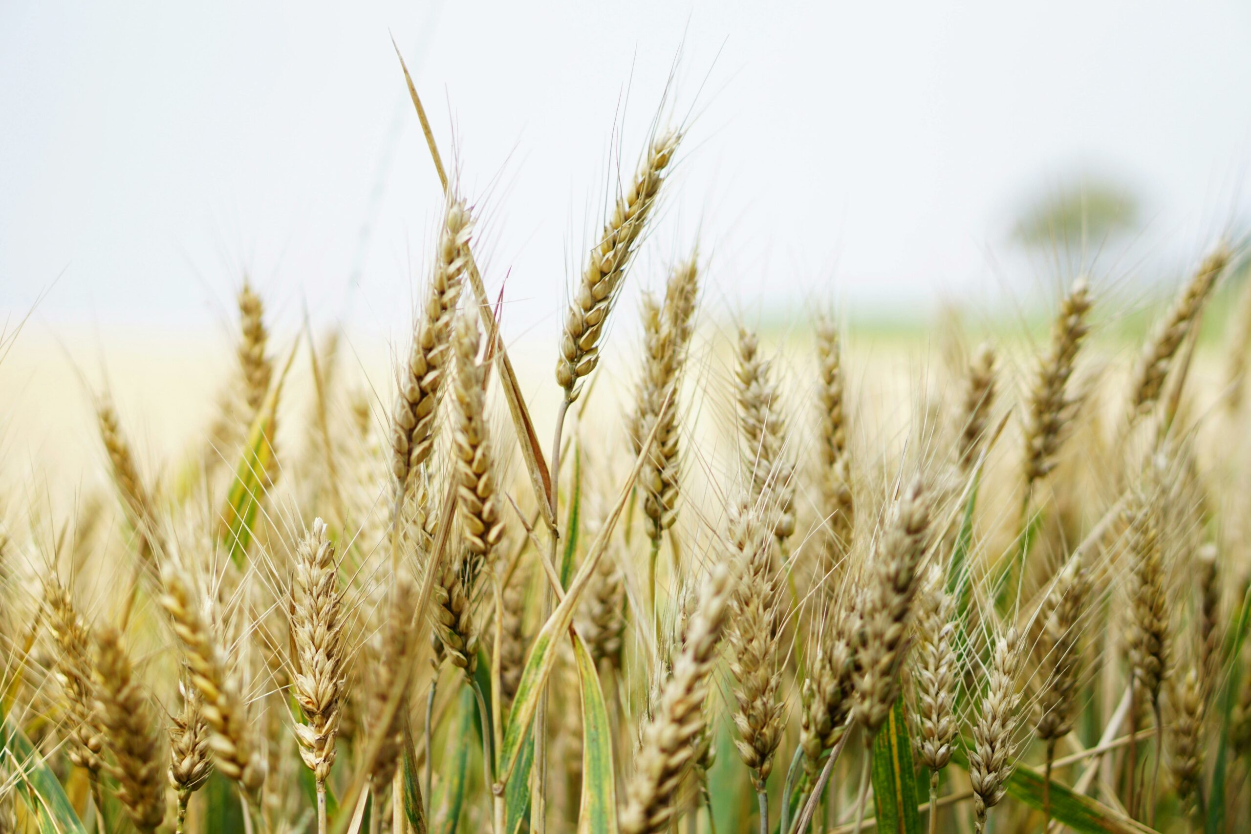 Close-up of ripe wheat ears in a sunny field, showcasing agricultural abundance.